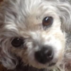 Meet your Posher, Denise